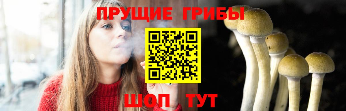 Галлюциногенные грибы Psilocybe Сафоново